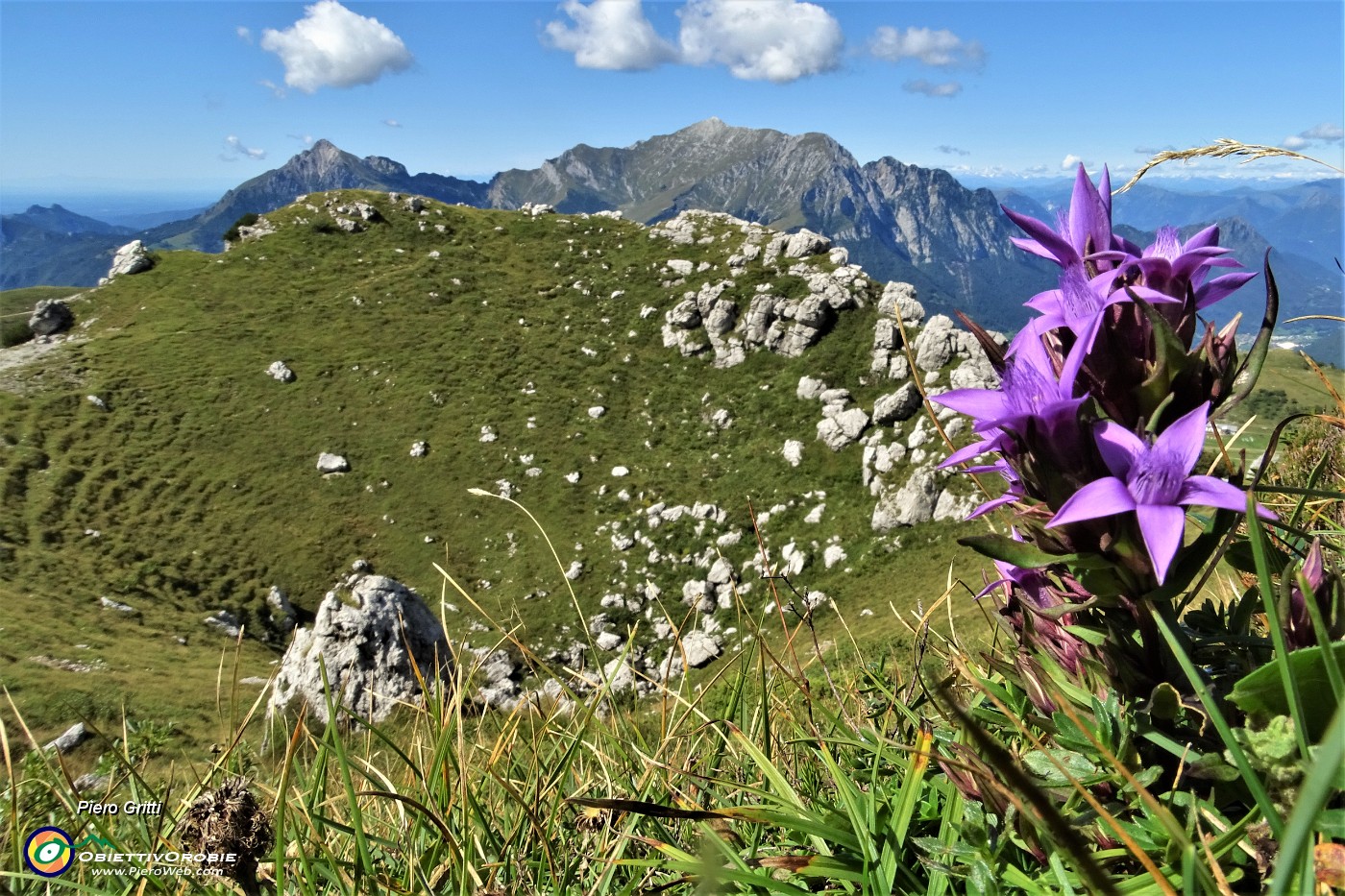 31 Gentiana anisodonta-ramosa con vista sulla grande dolina e verso le Grigne .JPG
